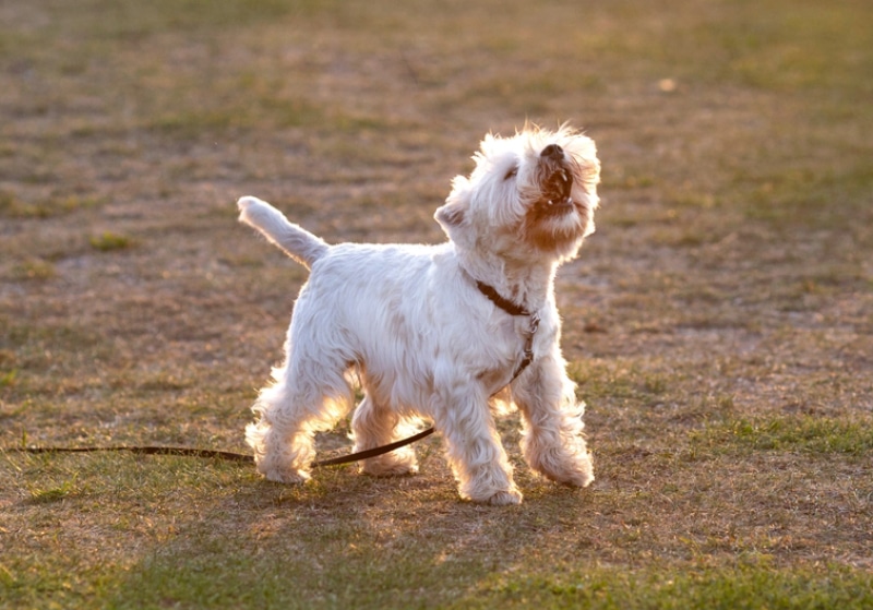 West Highland White Terrier dog barking outdoor