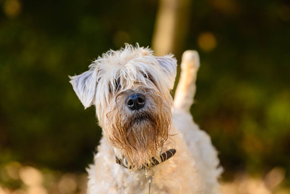 Wheaten Terrier staring at the camera