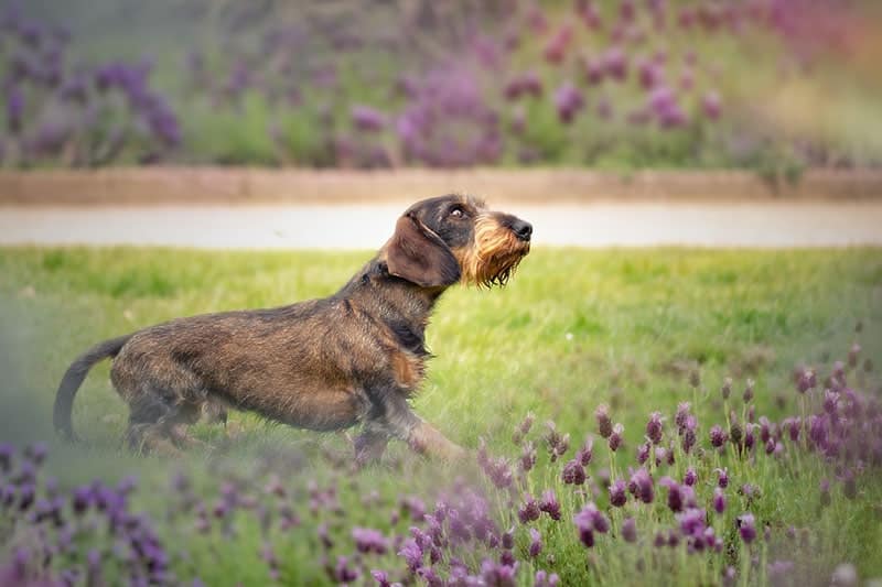 Wire-haired Dachshund outside