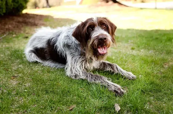 Wirehaired Pointing Griffon