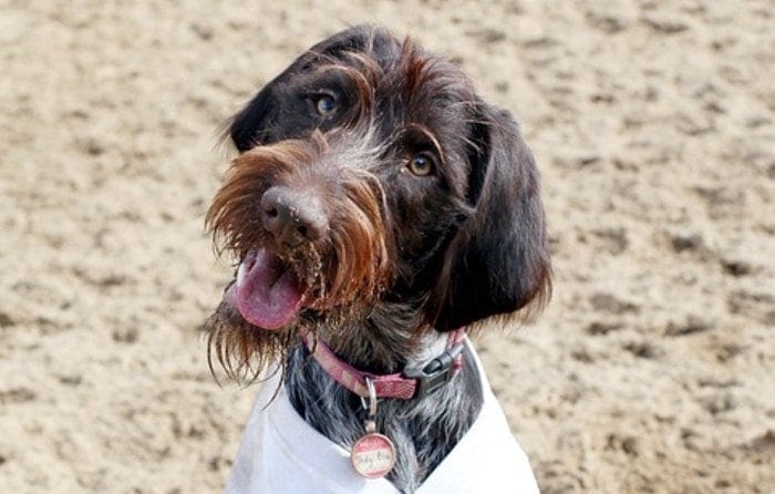 Wirehaired-Pointing-Griffon-in-the-beach