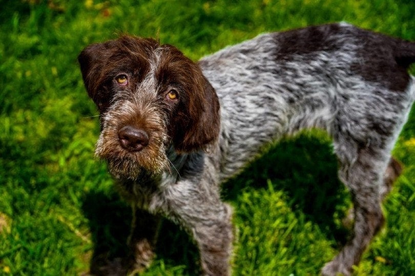 Wirehaired-Pointing-Griffon-standing-on-grass