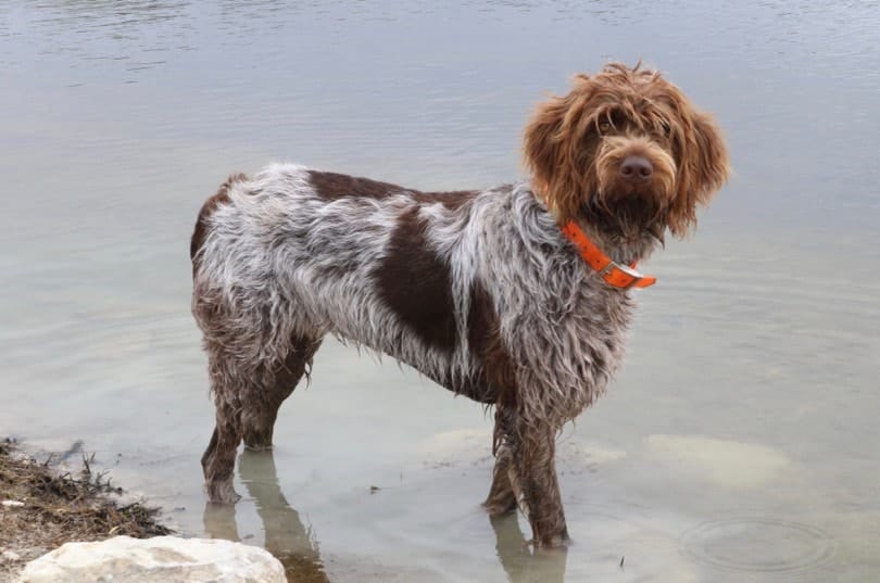 Wirehaired-Pointing-Griffon-standing-on-water