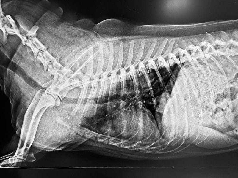 Xray of dog with abdominal cancer
