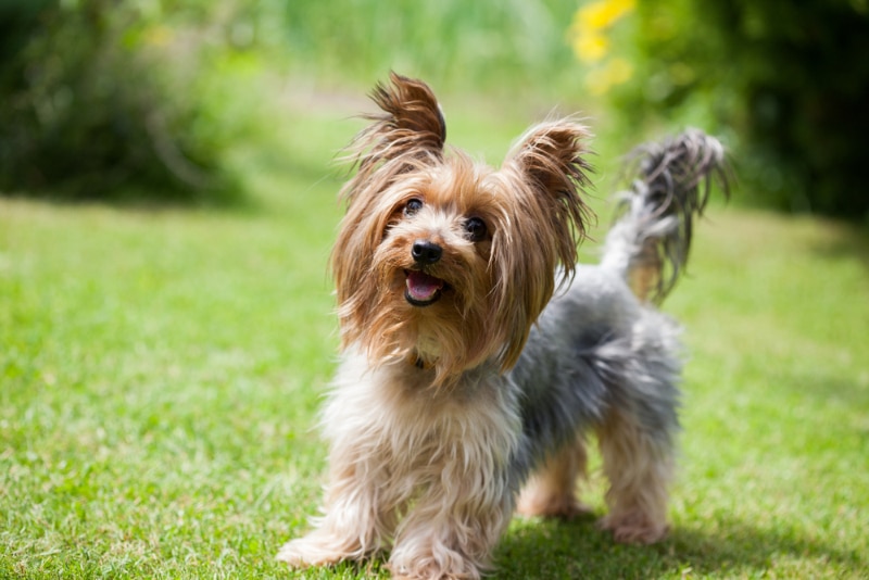 Yorkshire Terrier dog standing on the grass at the park
