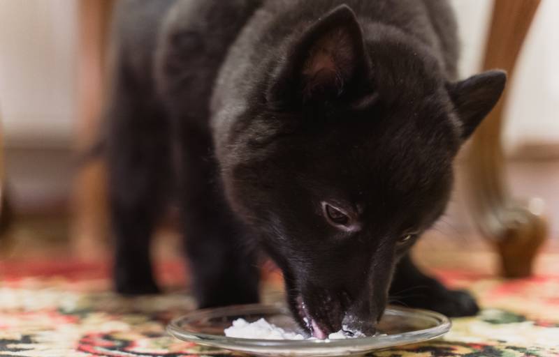 Young Schipperke puppy is eating cottage cheese
