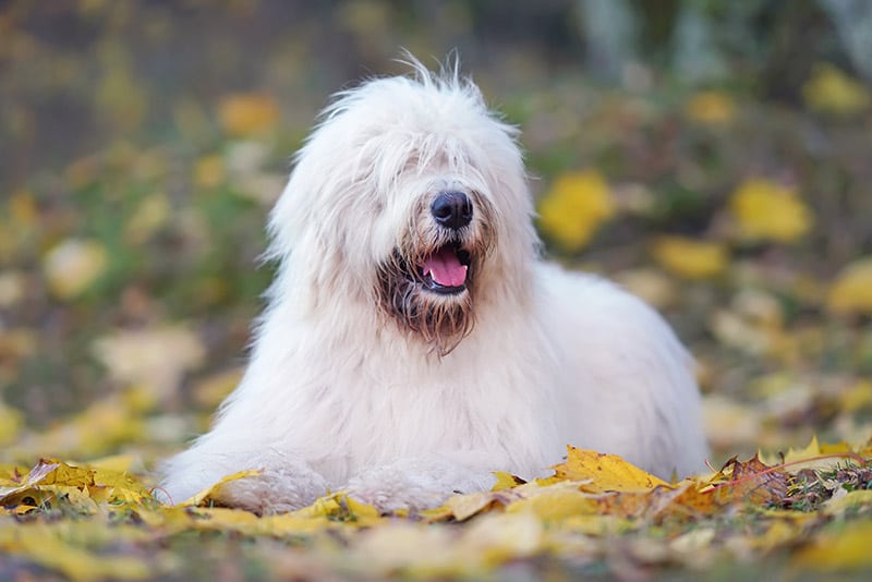 Young South Russian Shepherd dog posing outdoors