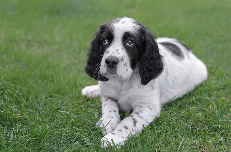 Young male English Setter puppy outdoor