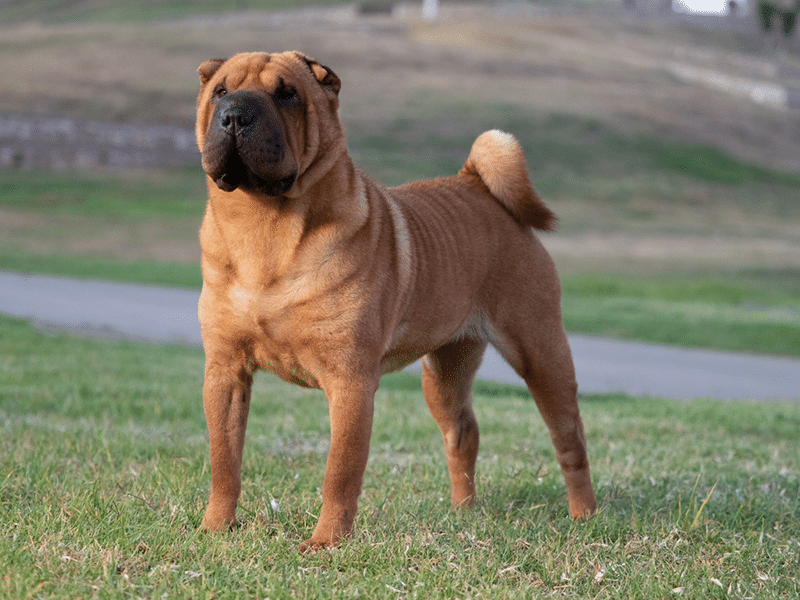 Young male purebred brown color Shar Pei