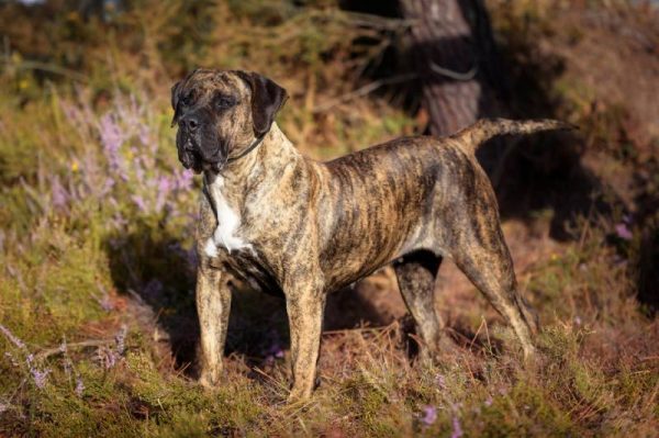 a Presa Canarios dog outside in the woods