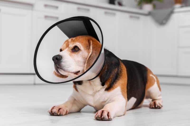 a beagle wearing an elizabeth collar at home
