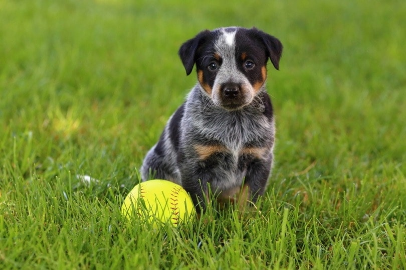 a blue heeler puppy with a ball outdoors