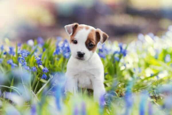 a cute Jack Russell Terrier puppy sitting among blue flowers in summer
