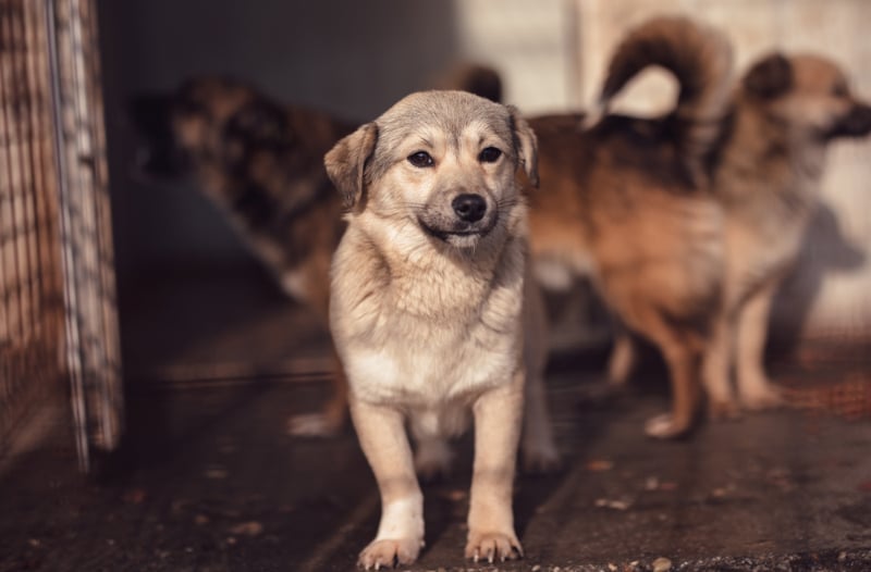 a cute dog in animal shelter