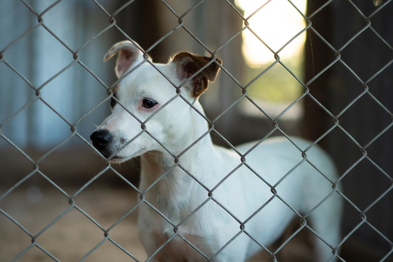 a dog in a cage in animal shelter