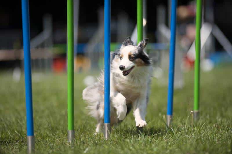 a dog running in a agility obstacle course