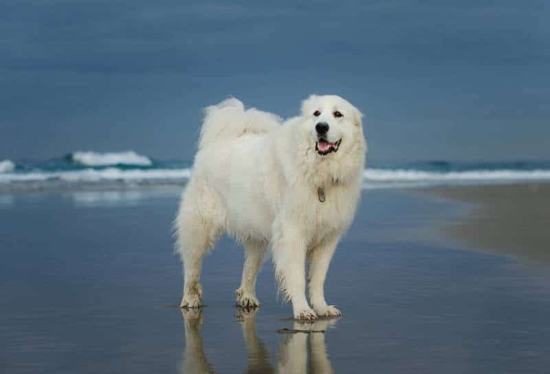 a great pyrenees dog by the beach