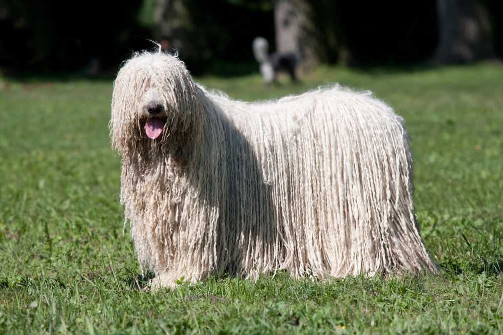 a komondor dog standing on grass