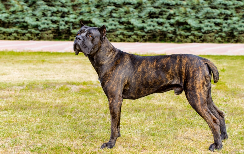 a male brindle cane corso dog standing on grass