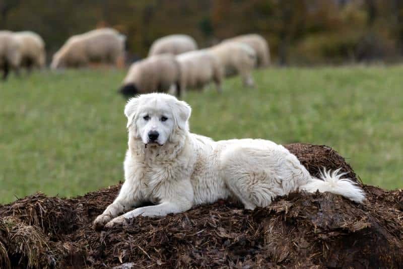a maremma sheepdog guarding the flock