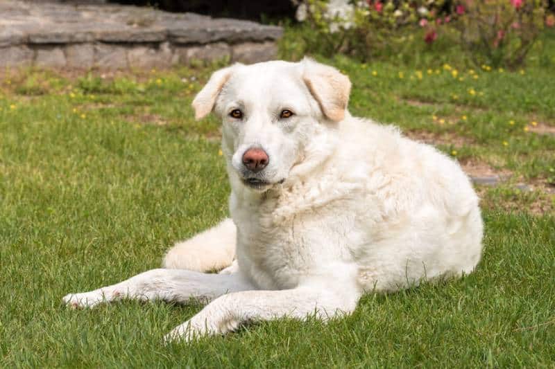 a maremma sheepdog lying on grass