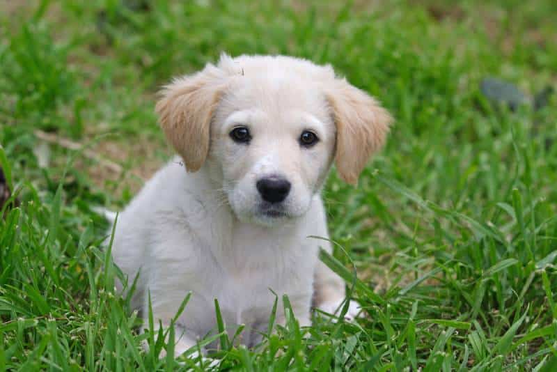 a maremma sheepdog puppy outdoors