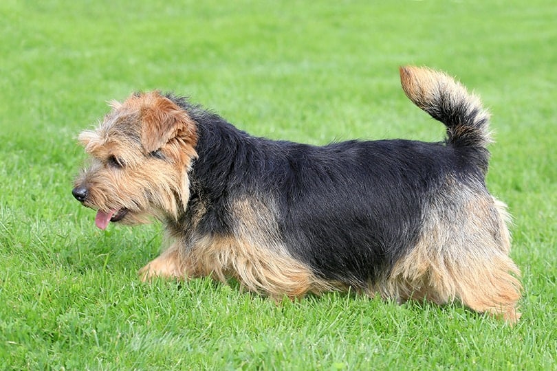 a norfolk terrier walking on grass