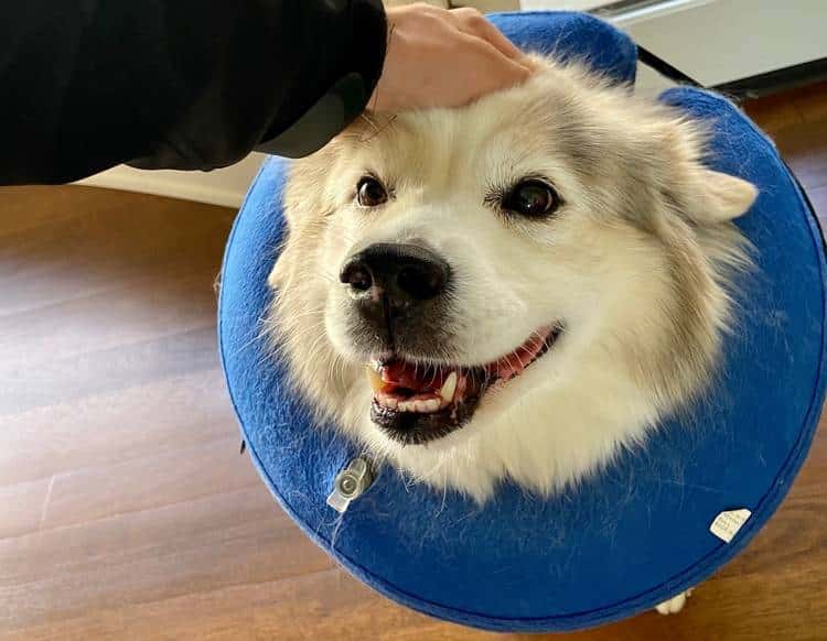 a padded donut collar