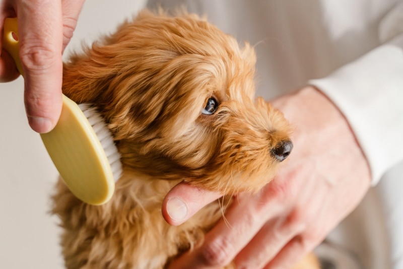 a puppy getting brushed or groomed