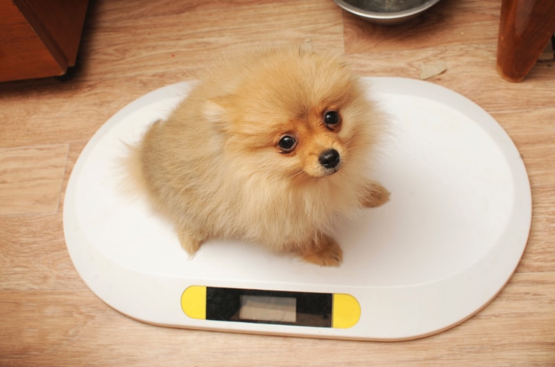 a puppy on a digital weighing scale