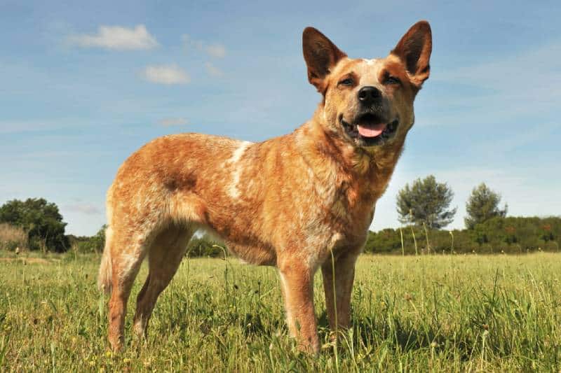 a red australian cattle dog standing on a field