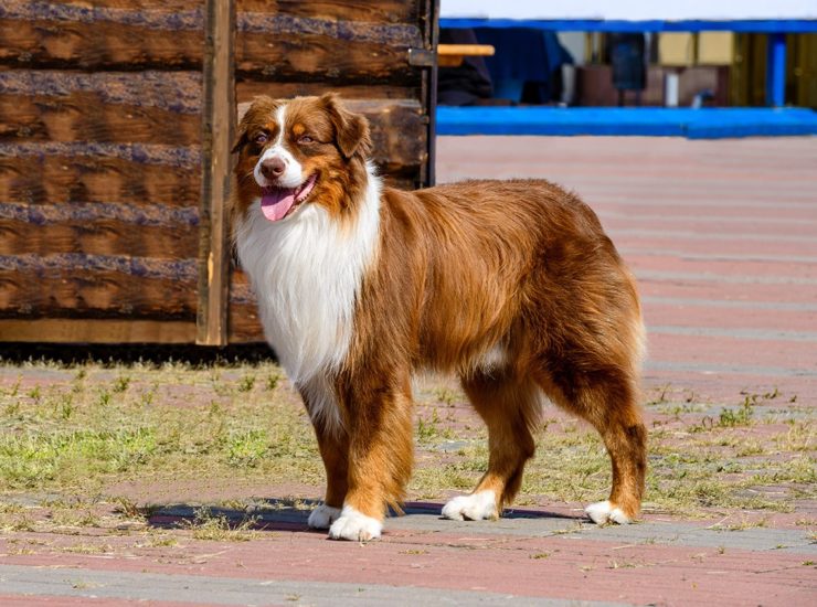 a red border collie standing outdoors