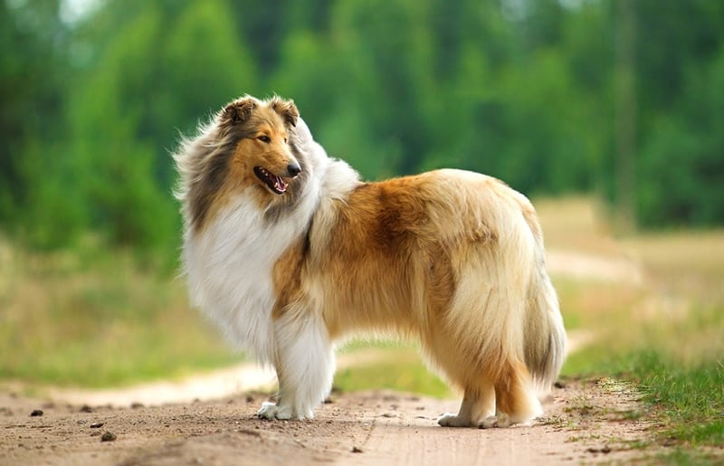 a rough collie standing outdoors