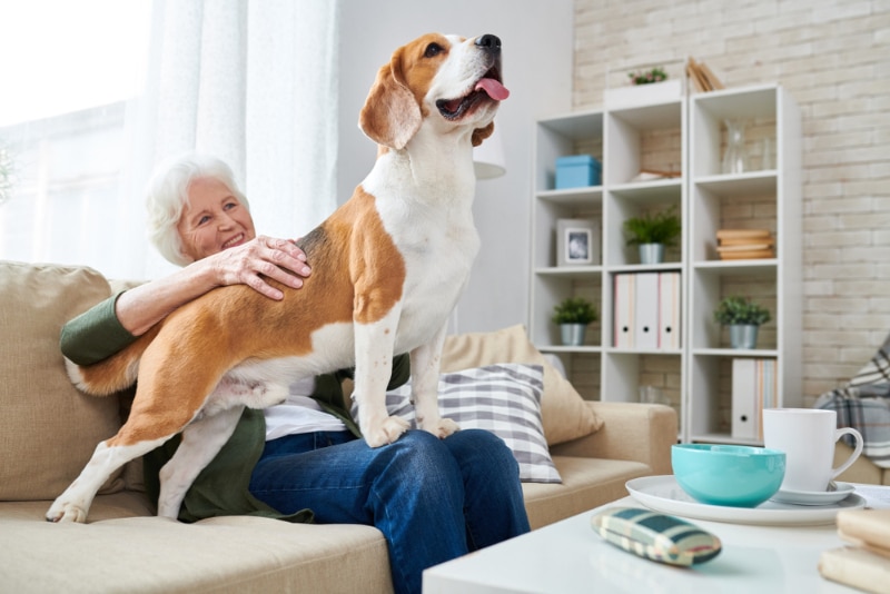 a senior woman petting her dog that is standing on her lap