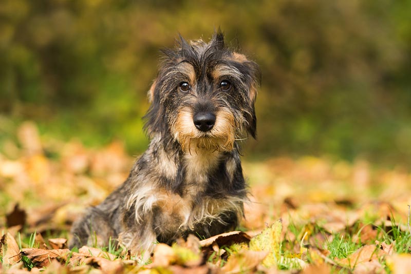a silky wire-haired dachshund puppy sitting outdoor