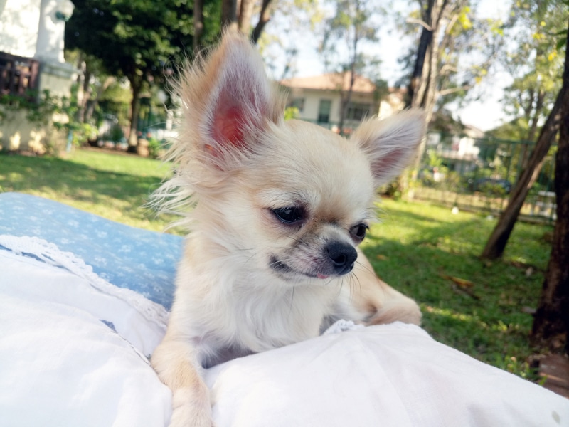 a teacup chihuahua in the garden