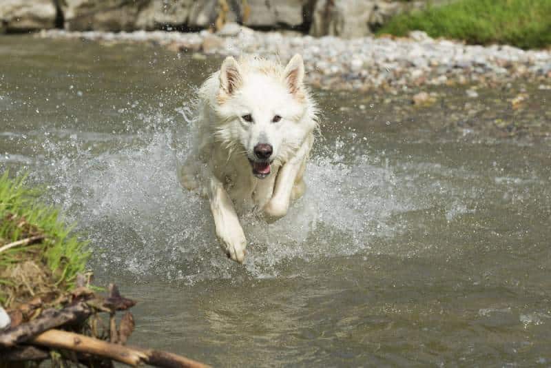 a white shepherd dog running on water