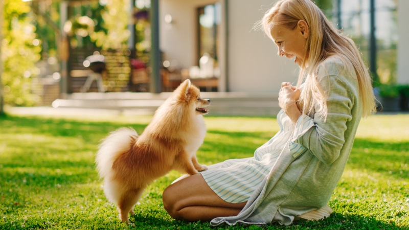 a woman playing with her pomaranian dog that is standing on her lap