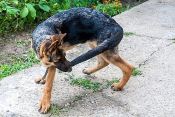 a young german shepherd chasing tails