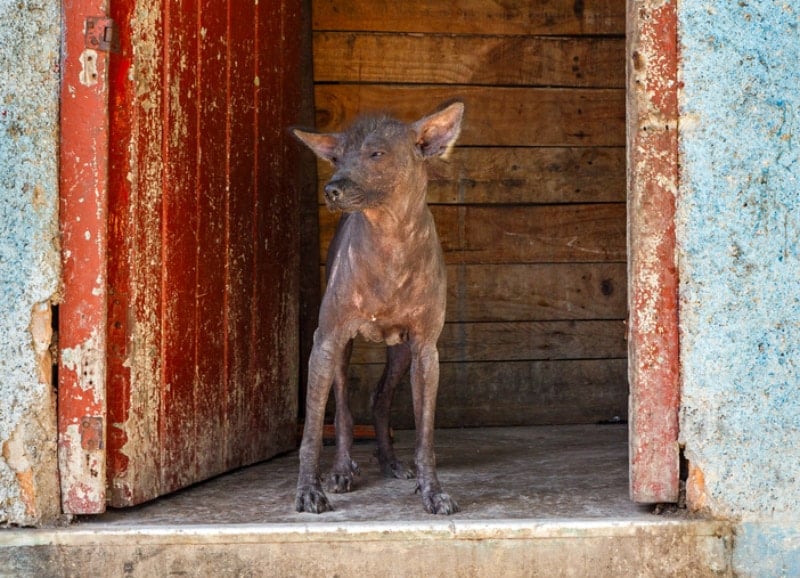 abyssinian sand terrier dog standing by the door