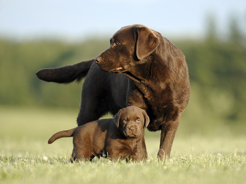 adult and puppy Chocolate labrador