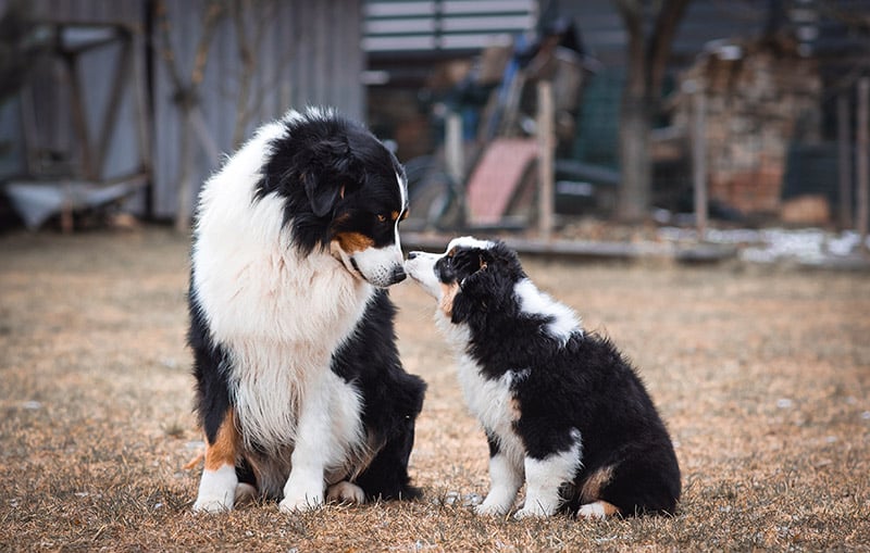 adult and puppy Miniature American shepherd dogs