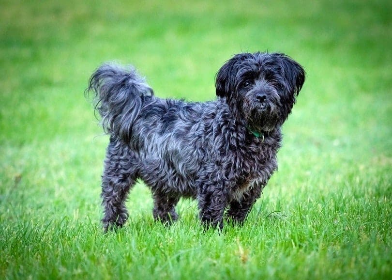 affenpinscher bichon frise mix