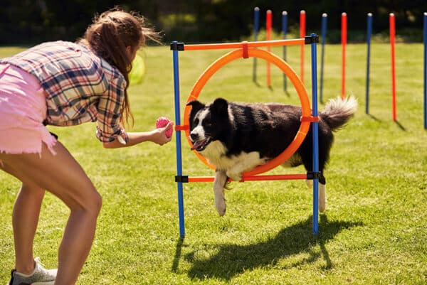 agility training of a border collie dog motivated by toy ball