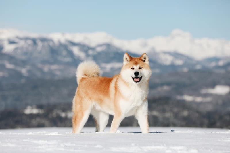 akita dog in the snow