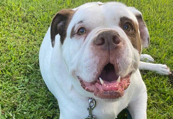 Alapaha Blue Blood Bulldog lying on the grass