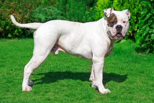 american-bulldog-on-the-grass