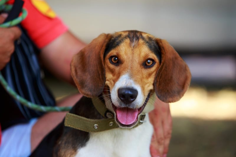american-foxhound-dog-with-his-owner