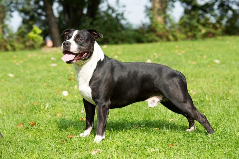 american staffordshire terrier on the grass
