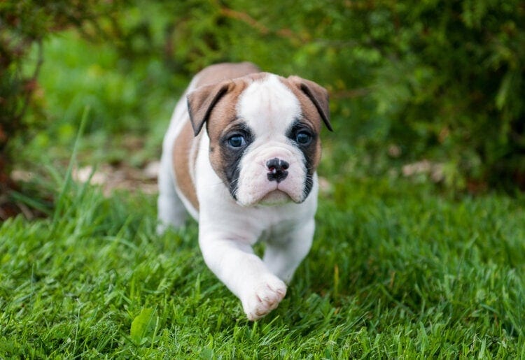 an american bulldog puppy walking on grass
